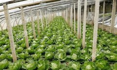 冬甘藍(lán)栽培技術(shù)有哪些？