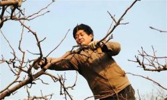 梨樹修剪的基本方法有哪些？