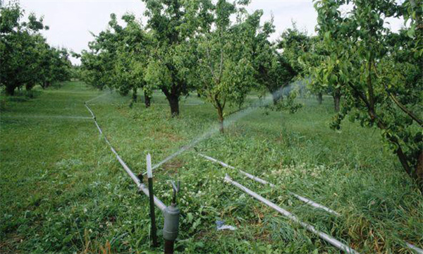 梨園灌水的方法
