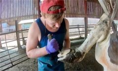 怎樣給種牛修蹄？