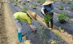 辣椒施用沖施肥有什么優(yōu)點(diǎn) 需要注意哪些問題？