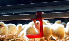 雛雞養(yǎng)殖的溫度、濕度、光照與密度問題