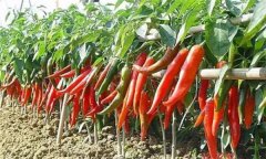 辣椒如何防治連作危害?