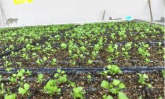 怎樣種好春芹菜？溫室春芹菜栽培要點(diǎn)有哪些？