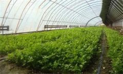 芹菜高產(chǎn)如何施肥？