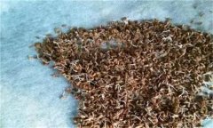 秋延芹菜育苗有哪些關(guān)鍵技術(shù)？