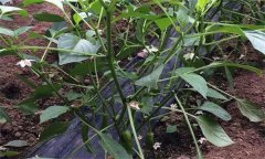 辣椒瘋長(zhǎng)、落花不坐果是什么原因，如何解決?