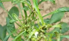 如何防治辣椒三落：落葉、落花、落果