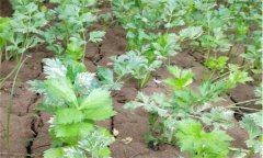 夏芹菜怎樣管理才能高產(chǎn)？