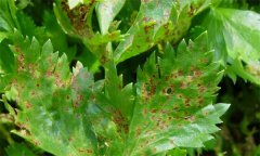 如何防治芹菜葉枯?。? /></a>
            <a href=