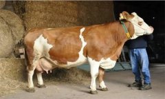 如何預(yù)防母牛流產(chǎn)？