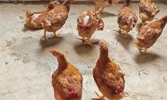 雞的啄肛的原因是什么，有哪些防治措施？