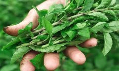 如何生產(chǎn)栽培番杏芽苗菜？