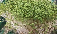 如何生產(chǎn)綠色大豆芽菜？