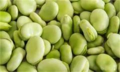 如何穴盤(pán)栽培生產(chǎn)蠶豆芽(苗)？