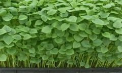 如何用苗盤(pán)栽培生產(chǎn)相思豆苗？