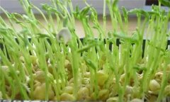 松柳芽苗菜如何進(jìn)行苗盤(pán)栽培生產(chǎn)？