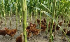 如何在玉米地里養(yǎng)雞？