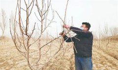 梨樹與整形修剪有關(guān)的特點(diǎn)是什么？