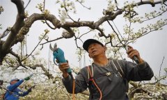 梨樹在初果期如何修剪？