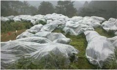 蘋(píng)果樹(shù)如何預(yù)防寒潮災(zāi)害？