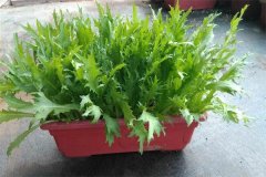 如何栽培苦菊菜？苦菊種植方法簡(jiǎn)介