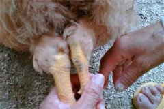 雞關(guān)節(jié)紅腫是什么原因？