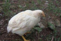 雞白痢是垂直傳播還是水平傳播？