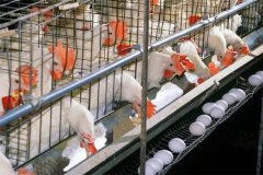 雛雞籠養(yǎng)會(huì)減少疾病嗎？籠養(yǎng)雞需注意幾個(gè)問(wèn)題