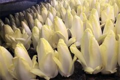 芽球菊苣的根株如何整理、如何栽培？