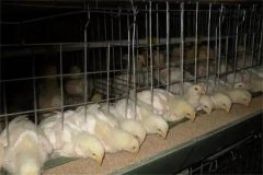 肉雞30日齡后“過(guò)料”是怎么回事？怎樣防治？